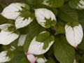 Actinidia kolomikta Aktinidia pstrolistna